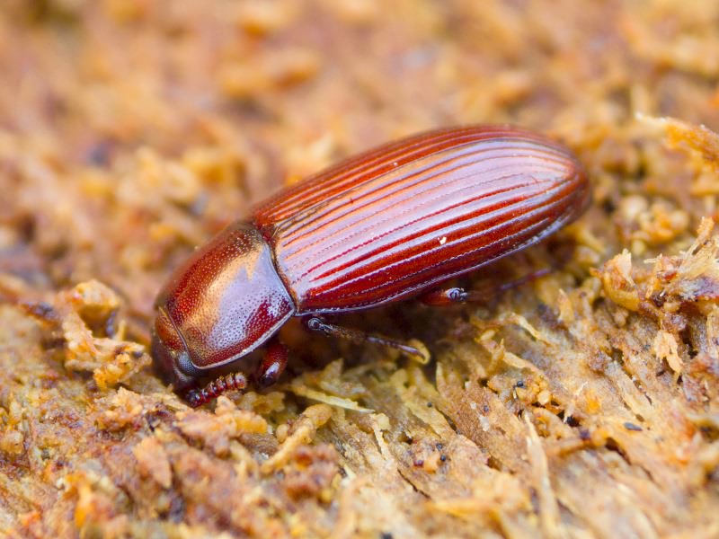 Uloma culinaris (Linnaeus, 1758)
